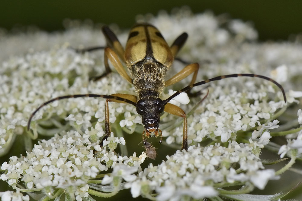 Rutpela maculata ssp. maculata - Cerambycidae